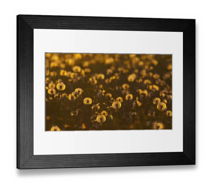Framed Print : Field of backlit dandelions full of seed in Whitefish, Montana, USA Framed Print : Field of backlit dandelions full of seed in Whitefish, Montana, USA