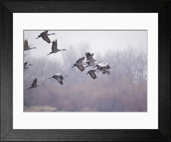Framed Print : Sandhill cranes (Grus Canadensis) on the Platte River during spring migration near Kearney