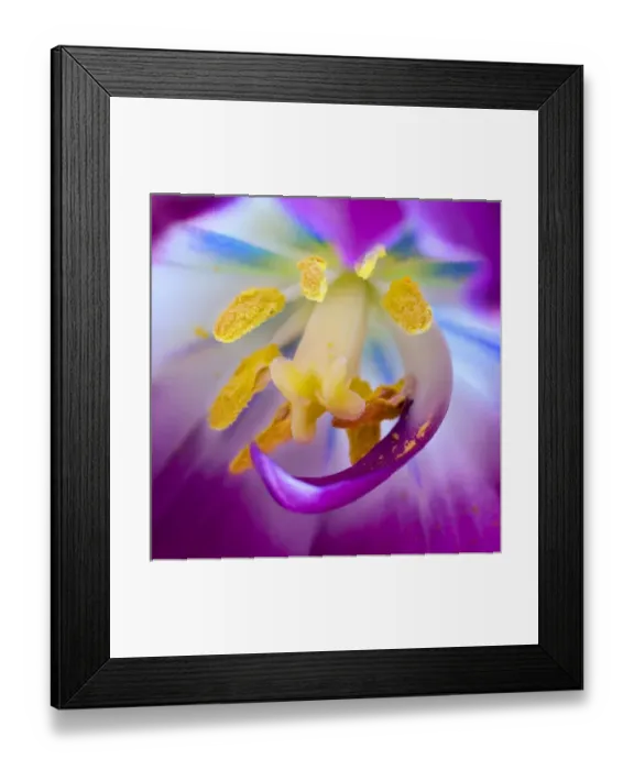Framed Print : USA, Indiana, Carmel. Detail of tulip stamen, pestle, and pollen