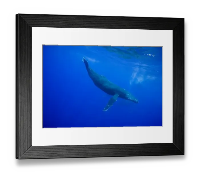 Framed Print : USA, Hawaii, Big Island, Underwater view of Humpback Whale (Megaptera novaengliae) Framed Print : USA, Hawaii, Big Island, Underwater view of Humpback Whale (Megaptera novaengliae)