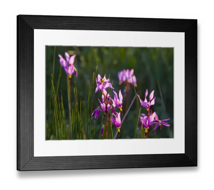 Framed Print : Shooting Star wildflowers in Montana Framed Print : Shooting Star wildflowers in Montana