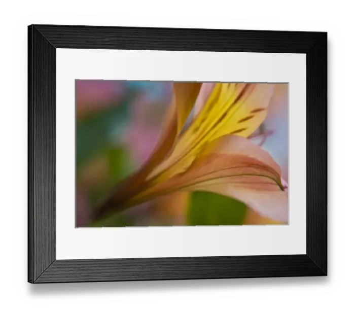 Framed Print : USA, Maine, Harpswell. Close-up of pink and yellow lily Framed Print : USA, Maine, Harpswell. Close-up of pink and yellow lily