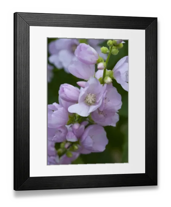 Framed Print : Mountain Hollyhock aka Globemallow flowers in Glacier National Park in Montana