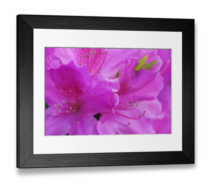Framed Print : USA, North America, Georgia, Savannah. Azaleas bloomimg in the spring