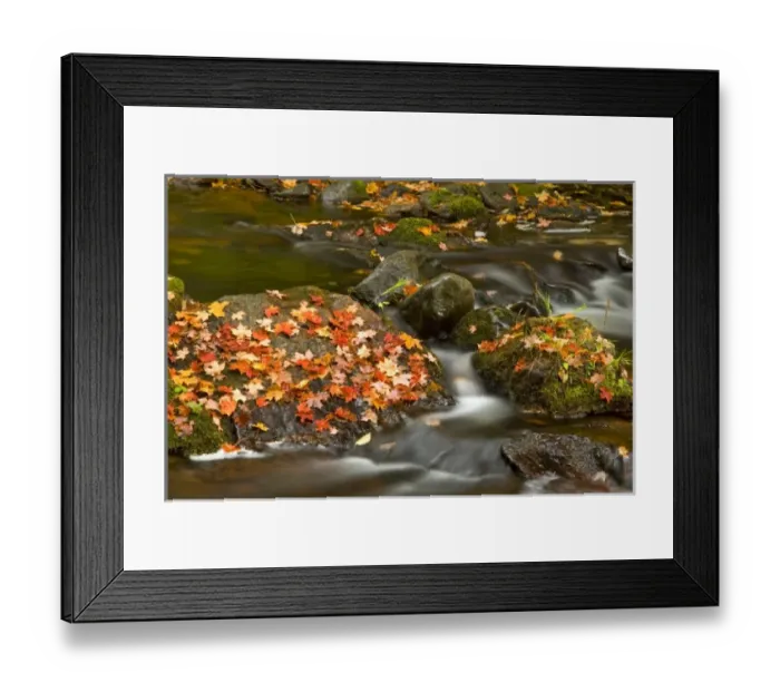 Framed Print : Red maple leaves carpet the rocks in the Little Carp River in Porcupine Mountains Framed Print : Red maple leaves carpet the rocks in the Little Carp River in Porcupine Mountains