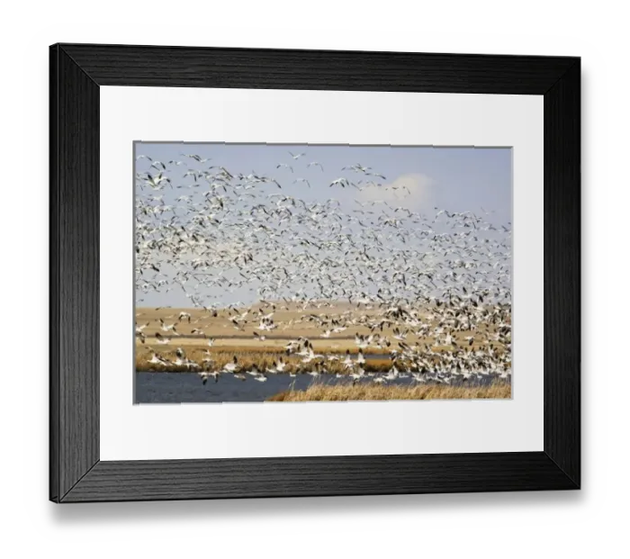 Framed Print : USA, North America, Montana