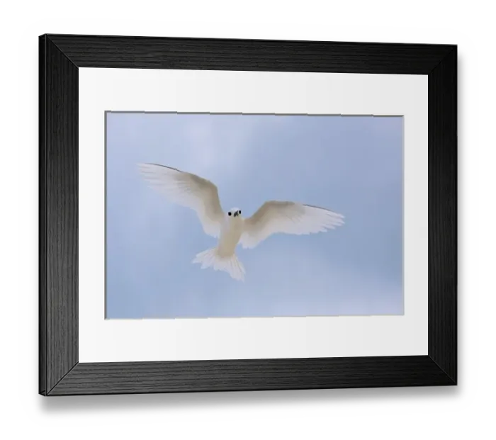 Framed Print : USA, New Mexico, Bosque del Apache National Wildlife Refuge. Snow geese in flight