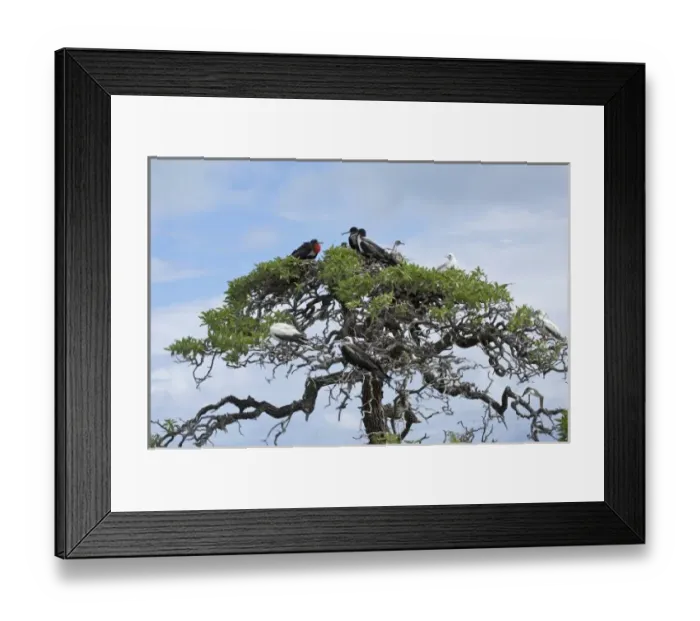 Framed Print : North America, Northwestern Hawaiian Islands, Midway Atoll. Great Frigatebirds Framed Print : North America, Northwestern Hawaiian Islands, Midway Atoll. Great Frigatebirds