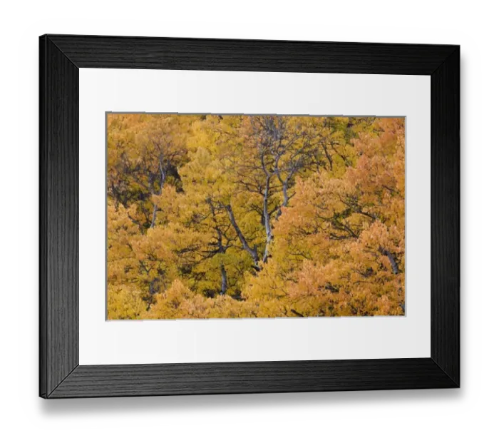 Framed Print : USA, North America, Montana
