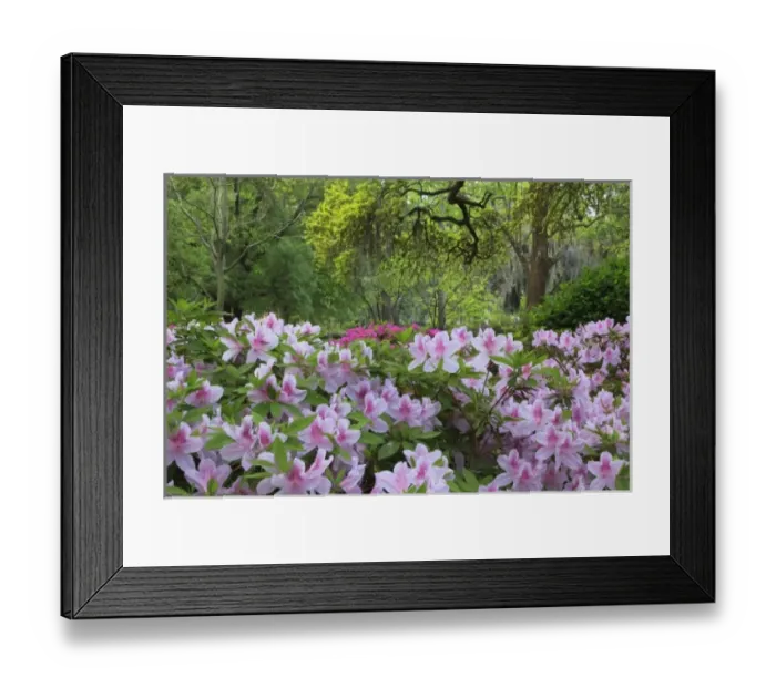 Framed Print : USA, North America, Georgia, Savannah. Azaleas bloomimg in the spring Framed Print : USA, North America, Georgia, Savannah. Azaleas bloomimg in the spring