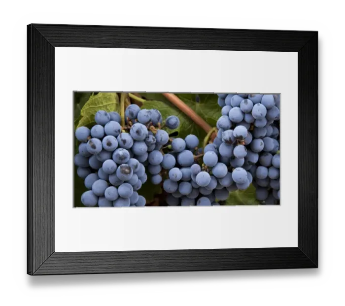 Framed Print : South America, Argentina, Mendoza. Purple grapes on the vine