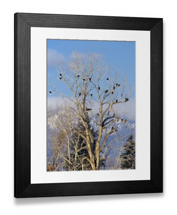 Framed Print : Treeful of bald eagles near Hamilton Montana Framed Print : Treeful of bald eagles near Hamilton Montana