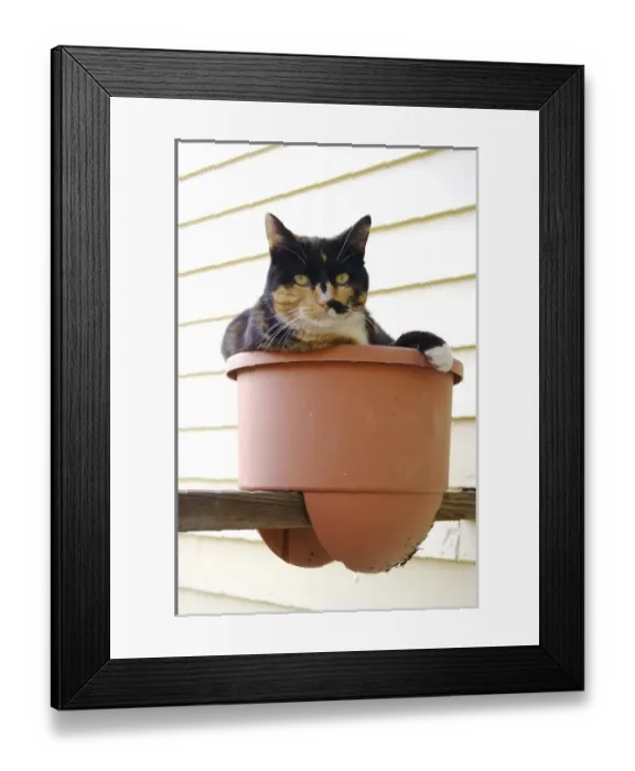 Framed Print : USA, Massachusetts, Greenfield. A calico cat poses in a flowerpot (PR) Framed Print : USA, Massachusetts, Greenfield. A calico cat poses in a flowerpot (PR)