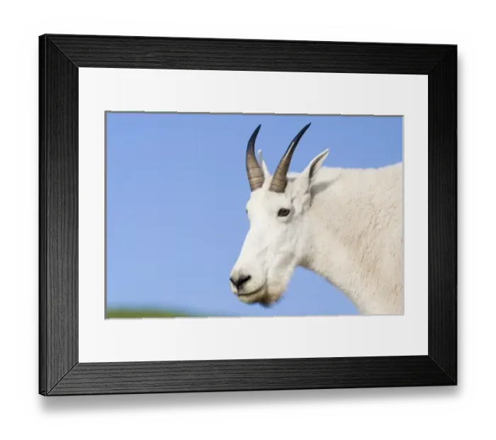 Framed Print : Mountain Goat Billy portrait at Logan Pass in Glacier National Park in Montana Framed Print : Mountain Goat Billy portrait at Logan Pass in Glacier National Park in Montana