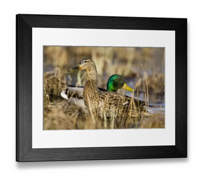 Framed Print : USA, North America, Montana Framed Print : USA, North America, Montana