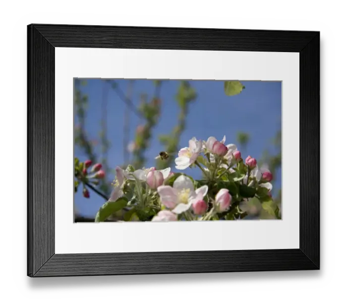 Framed Print : Honey bee and apple blossoms in Idaho