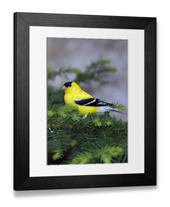 Framed Print : USA, North America, Minnesota Framed Print : USA, North America, Minnesota
