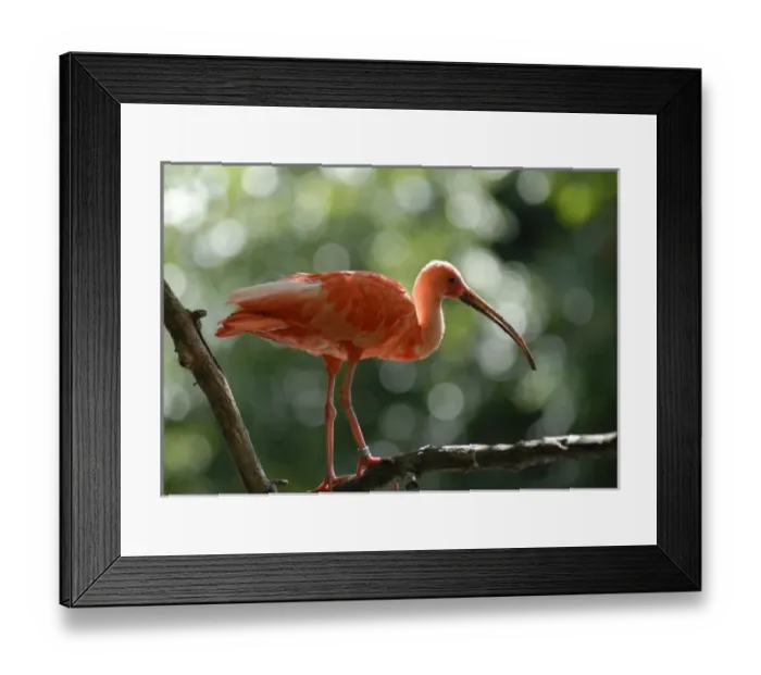 Framed Print : USA, North America, Missouri