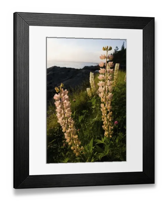 Framed Print : USA, North America, Maine Framed Print : USA, North America, Maine