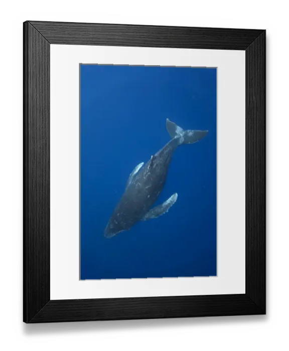 Framed Print : USA, Hawaii, Big Island, Underwater view of Humpback Whale (Megaptera novaengliae) Framed Print : USA, Hawaii, Big Island, Underwater view of Humpback Whale (Megaptera novaengliae)
