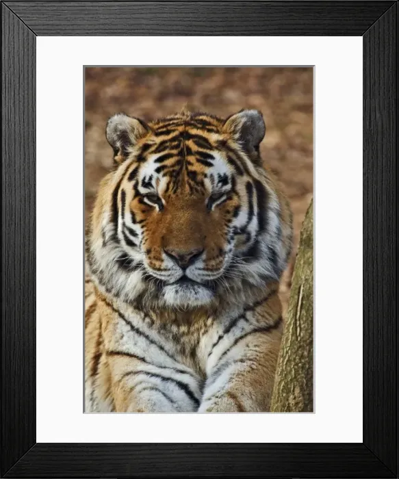 Framed Print : Bengal Tiger, Panthera tigris, Louisville Zoo, Louisville, Kentucky Framed Print : Bengal Tiger, Panthera tigris, Louisville Zoo, Louisville, Kentucky