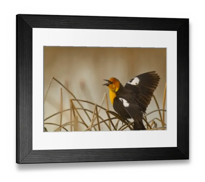 Framed Print : USA, North America, Montana Framed Print : USA, North America, Montana