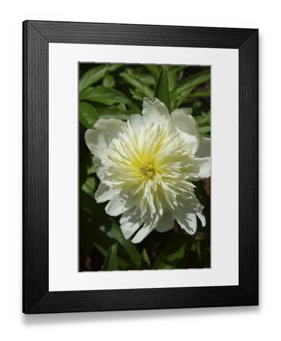 Framed Print : USA, North America, Massachusetts Framed Print : USA, North America, Massachusetts