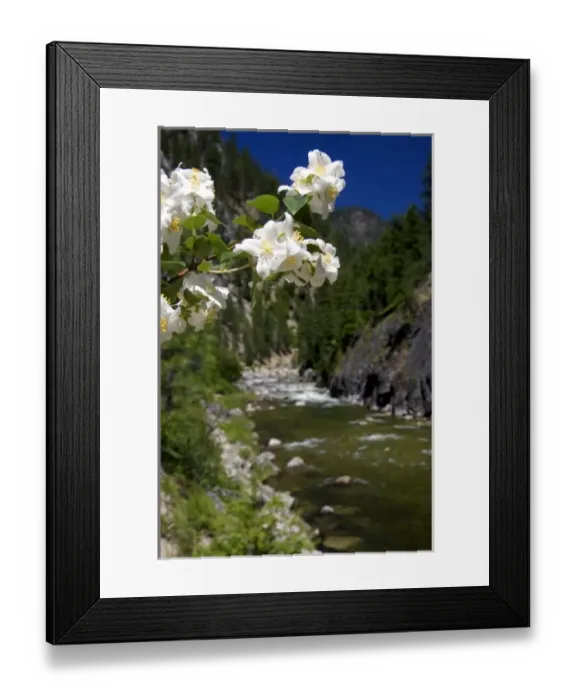 Framed Print : White syringa flowers growing along the East Fork of the South Fork of the Salmon