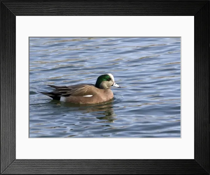 Framed Print : Male American Wigeon in Boise, Idaho, USA