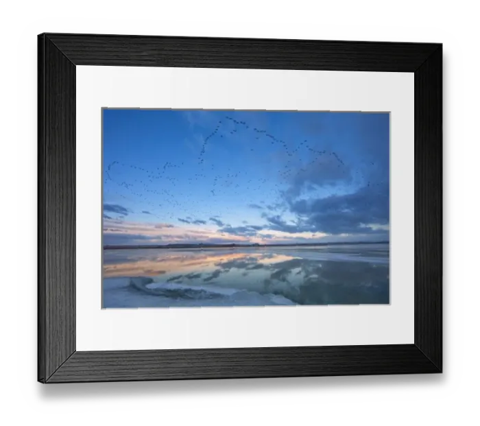 Framed Print : Pond reflection as snow geese fly in formation above during the spring migration Framed Print : Pond reflection as snow geese fly in formation above during the spring migration