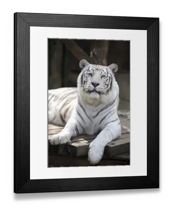 Framed Print : One of two white Bengal tigers at the Audubon Zoo, New Orleans, Louisanna