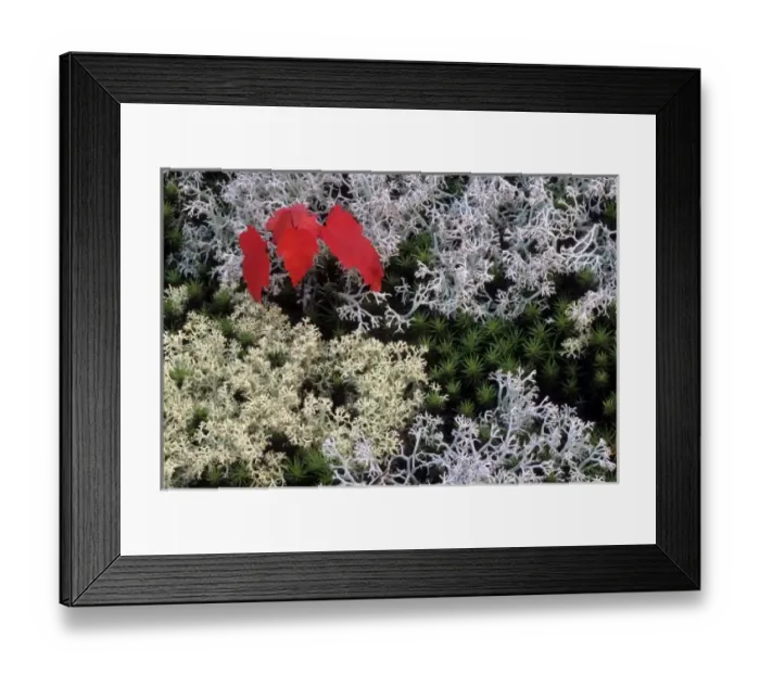 Framed Print : USA, Michigan, Upper Peninsula. Red maple tree seedling amid haircap moss and reindeer Framed Print : USA, Michigan, Upper Peninsula. Red maple tree seedling amid haircap moss and reindeer