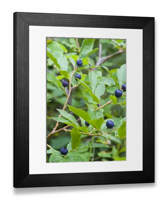 Framed Print : USA, North America, Montana
