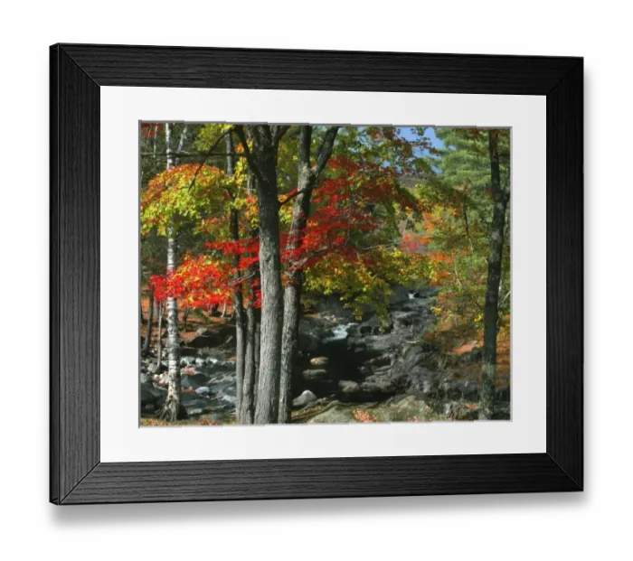 Framed Print : USA, Maine, Coos Canyon. Fall-colored trees line Swift River Framed Print : USA, Maine, Coos Canyon. Fall-colored trees line Swift River