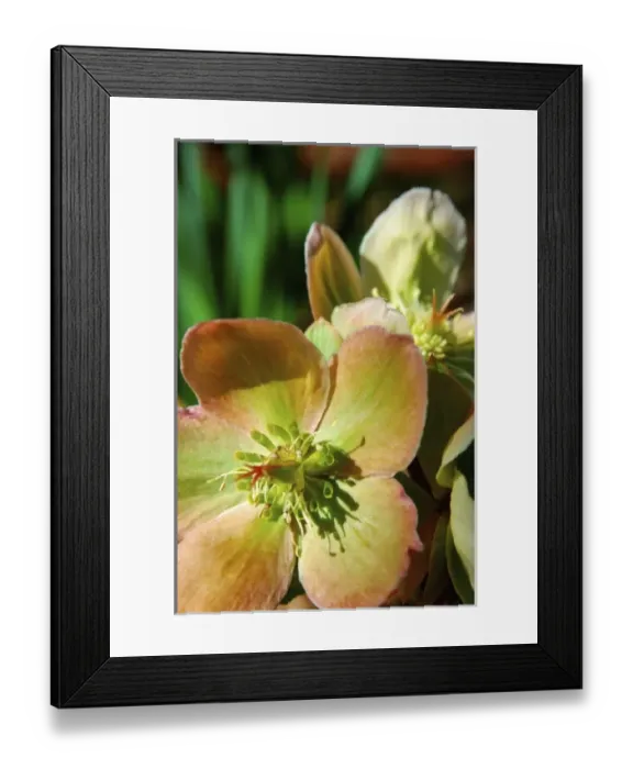 Framed Print : USA, North America, Massachusetts Framed Print : USA, North America, Massachusetts