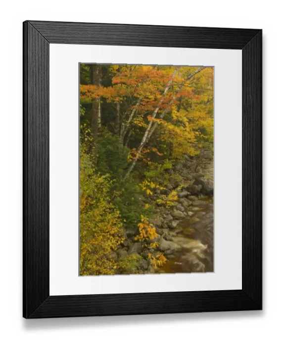 Framed Print : USA, New Hampshire, Harts Location, White Mountain National Forest, trees with fall