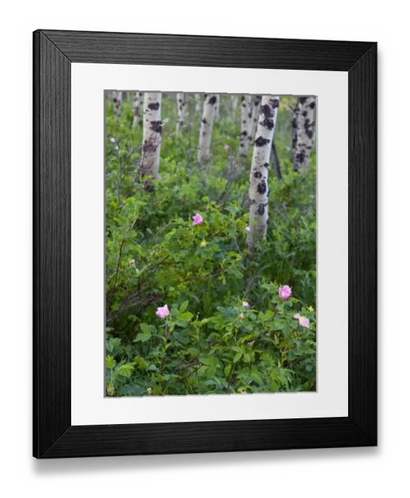 Framed Print : Wild rose wildflowers in aspen grove in Glacier National Park, Montana, USA Framed Print : Wild rose wildflowers in aspen grove in Glacier National Park, Montana, USA