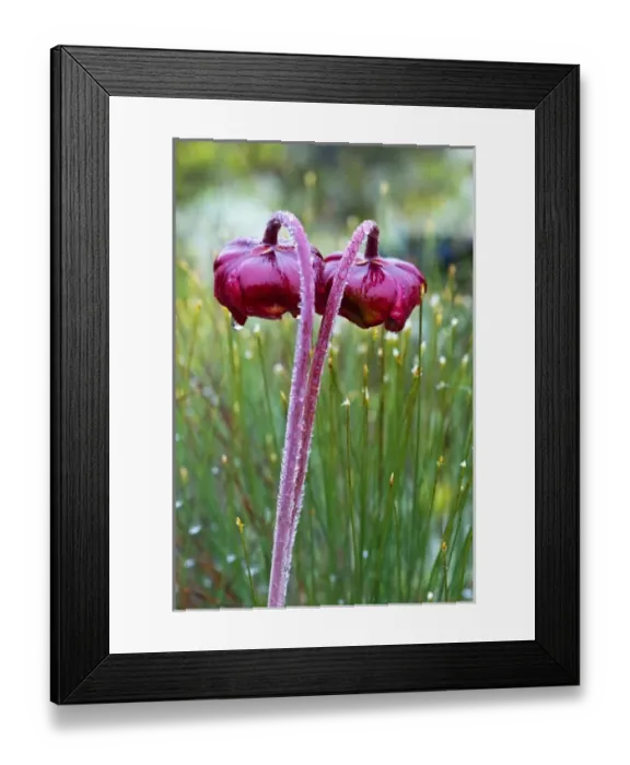 Framed Print : Pitcher plants in a bog near Lubec, Maine, USA Framed Print : Pitcher plants in a bog near Lubec, Maine, USA