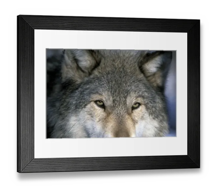 Framed Print : USA, North America, Minnesota Framed Print : USA, North America, Minnesota