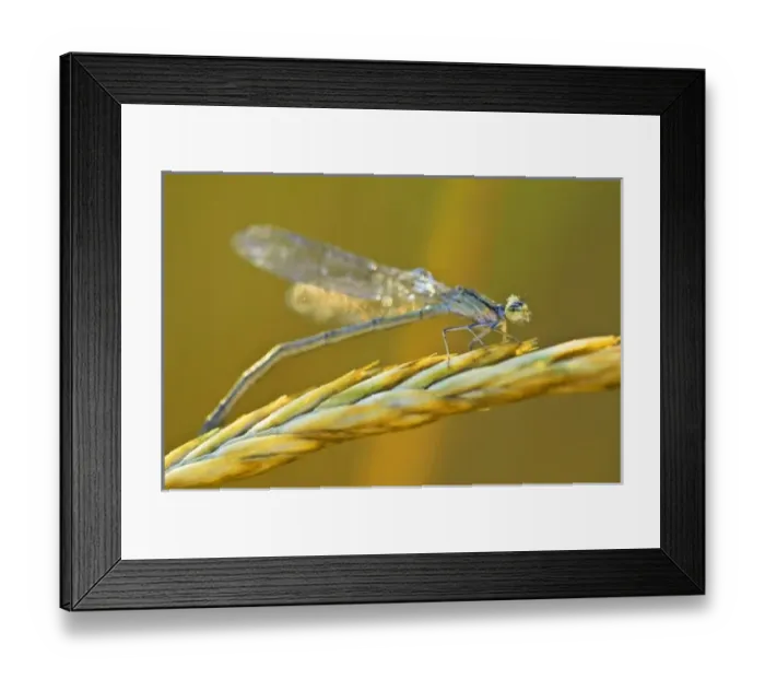 Framed Print : USA, North America, Montana Framed Print : USA, North America, Montana