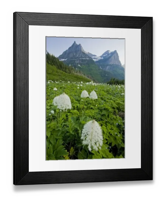 Framed Print : USA, Montana, Glacier National Park. Blooming bear grass with Mt. Oberlin in background Framed Print : USA, Montana, Glacier National Park. Blooming bear grass with Mt. Oberlin in background