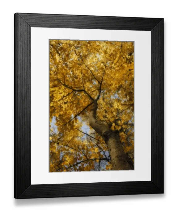 Framed Print : North America, USA, Maine, Bethel, looking up at golden leaves and blue sky through Framed Print : North America, USA, Maine, Bethel, looking up at golden leaves and blue sky through