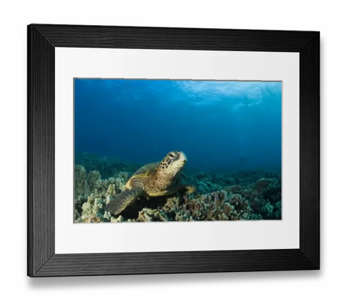 Framed Print : The Green Sea Turtle, (Chelonia mydas), is the largest hard-shelled sea turtleTurtle