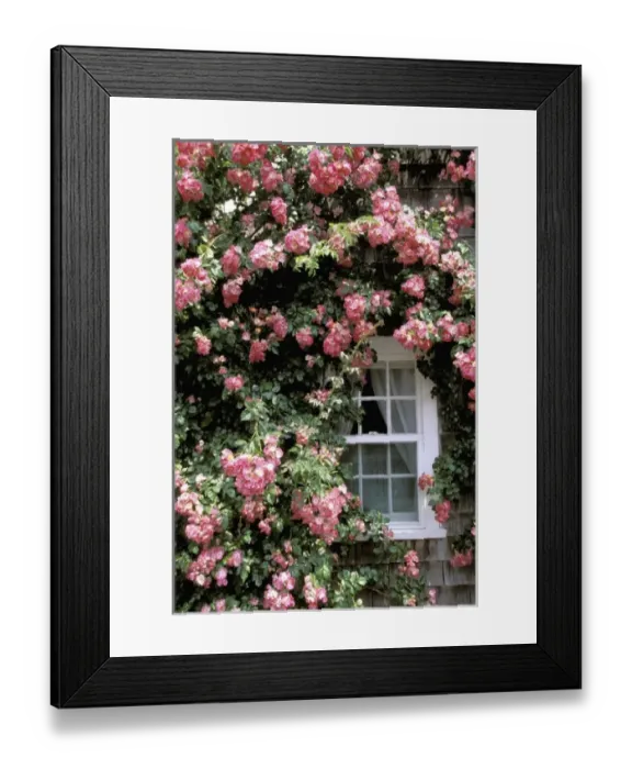 Framed Print : North America, USA, Massachusetts, Nantucket Island, Siasconset. Summer roses and cottage Framed Print : North America, USA, Massachusetts, Nantucket Island, Siasconset. Summer roses and cottage