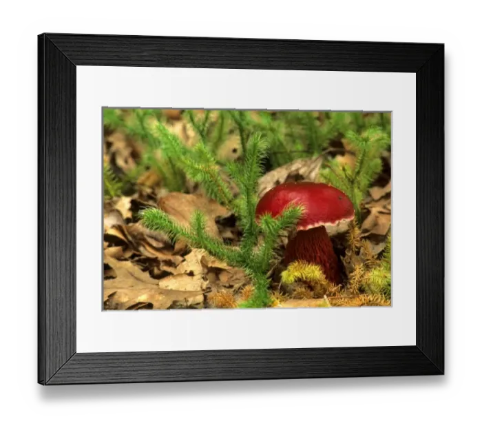 Framed Print : USA, North America, Michigan Framed Print : USA, North America, Michigan