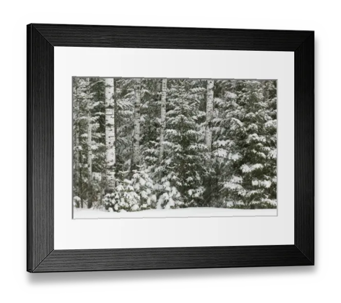 Framed Print : Birch and evergreen with fresh fallen snow, Voyageurs National Park, Minnesota, USA Framed Print : Birch and evergreen with fresh fallen snow, Voyageurs National Park, Minnesota, USA