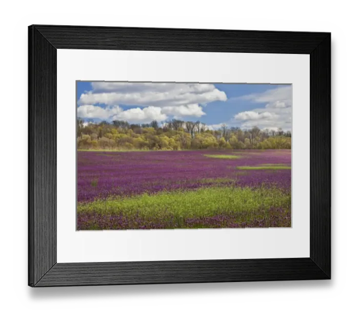 Framed Print : Large field of Henbit flowers in full bloom, Kentucky