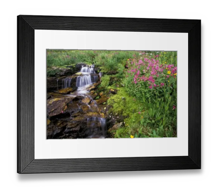 Framed Print : North America, USA, Montana, Glacier National Park. Wild flowers Framed Print : North America, USA, Montana, Glacier National Park. Wild flowers