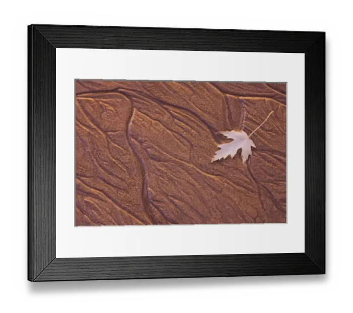 Framed Print : USA, Maine, Phippsburg. Leaf on Popham Beach at sunrise Framed Print : USA, Maine, Phippsburg. Leaf on Popham Beach at sunrise
