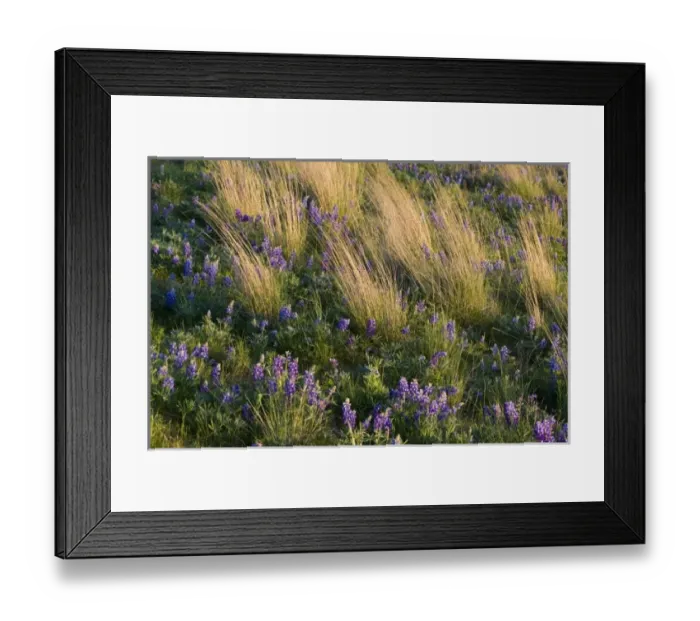 Framed Print : USA, North America, Montana Framed Print : USA, North America, Montana